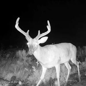 Photo #80 of 2310 Devils Racetrack, Four Oaks, NC 99.6 acres
