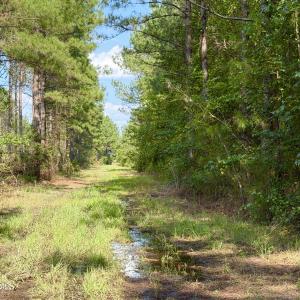 Photo #12 of 2310 Devils Racetrack, Four Oaks, NC 99.6 acres