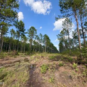 Photo #5 of 2310 Devils Racetrack, Four Oaks, NC 99.6 acres