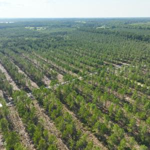 Photo #45 of 2310 Devils Racetrack, Four Oaks, NC 99.6 acres