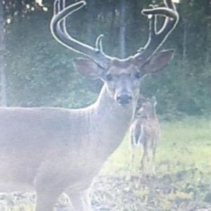 Photo #82 of 2310 Devils Racetrack, Four Oaks, NC 99.6 acres