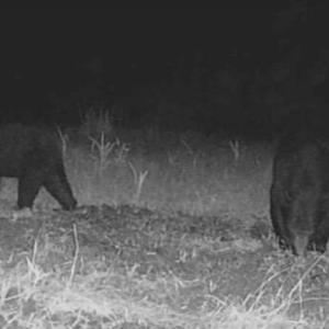 Photo #79 of 2310 Devils Racetrack, Four Oaks, NC 99.6 acres
