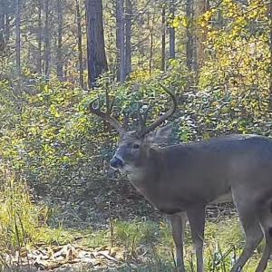 Photo #81 of 2310 Devils Racetrack, Four Oaks, NC 99.6 acres