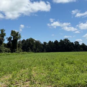 Photo #1 of 6514 Princess Ann, Evergreen, NC 19.6 acres