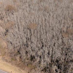 Photo #4 of 1320 Northside, Elizabeth City, NC 22.0 acres