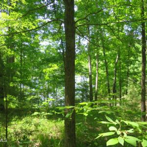 Photo #12 of 205 Rolland, McCormick, SC 0.7 acres