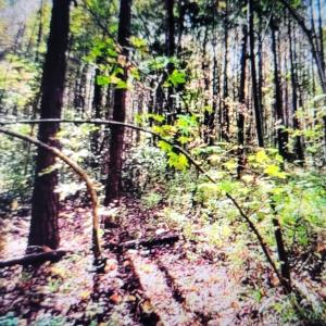 Photo #4 of Lot 1 Sr 1178, Chocowinity, NC 3.4 acres