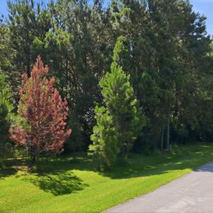 Photo #1 of 9325 Doris, Oriental, NC 0.8 acres