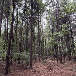 Photo #6 of Mills, Goldsboro, NC 15.8 acres