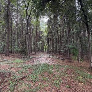 Photo #8 of Mills, Goldsboro, NC 15.8 acres