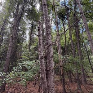 Photo #5 of Mills, Goldsboro, NC 15.8 acres