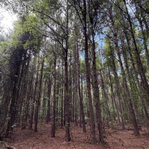 Photo #7 of Mills, Goldsboro, NC 15.8 acres