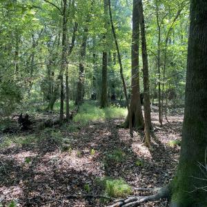 Photo #22 of Tbd Martin Luther King Junior, Bladenboro, NC 13.5 acres
