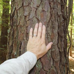 Photo #8 of Tbd Martin Luther King Junior, Bladenboro, NC 13.5 acres