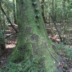 Photo #17 of Tbd Martin Luther King Junior, Bladenboro, NC 13.5 acres