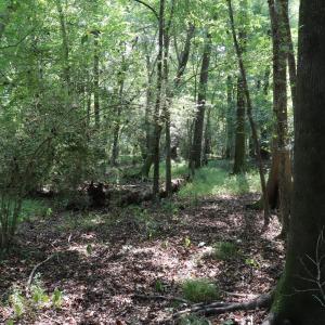 Photo #15 of Tbd Martin Luther King Junior, Bladenboro, NC 13.5 acres