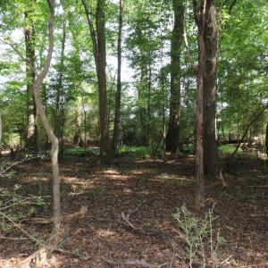 Photo #14 of Tbd Martin Luther King Junior, Bladenboro, NC 13.5 acres