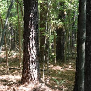 Photo #9 of Tbd Martin Luther King Junior, Bladenboro, NC 13.5 acres