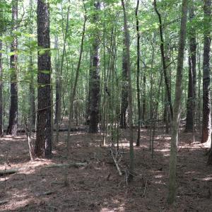 Photo #7 of Tbd Martin Luther King Junior, Bladenboro, NC 13.5 acres