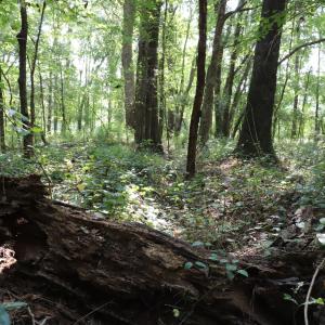 Photo #13 of Tbd Martin Luther King Junior, Bladenboro, NC 13.5 acres