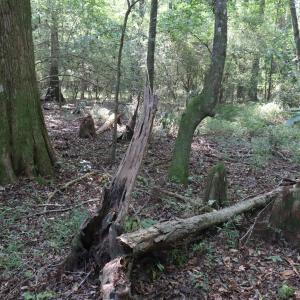 Photo #18 of Tbd Martin Luther King Junior, Bladenboro, NC 13.5 acres
