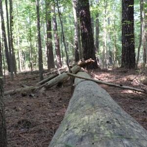 Photo #12 of Tbd Martin Luther King Junior, Bladenboro, NC 13.5 acres