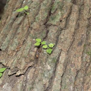 Photo #16 of Tbd Martin Luther King Junior, Bladenboro, NC 13.5 acres