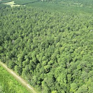 Photo #21 of Ward Town, Whiteville, NC 70.4 acres