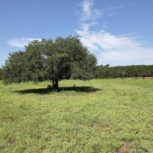 Photo #29 of Ward Town, Whiteville, NC 70.4 acres