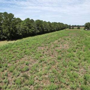 Photo #12 of Ward Town, Whiteville, NC 70.4 acres