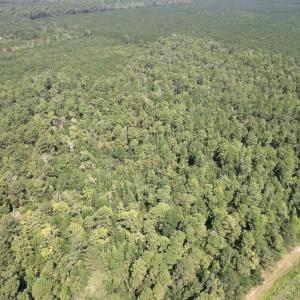 Photo #8 of Ward Town, Whiteville, NC 70.4 acres