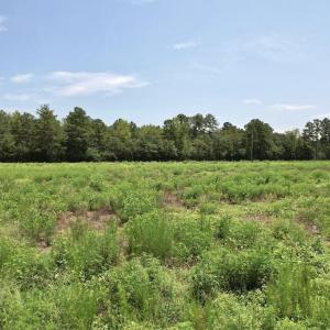 Photo #41 of Ward Town, Whiteville, NC 70.4 acres