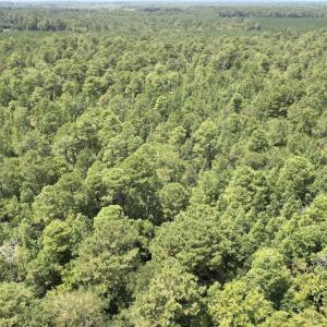 Photo #34 of Ward Town, Whiteville, NC 70.4 acres