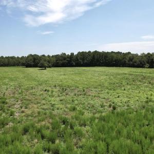 Photo #24 of Ward Town, Whiteville, NC 70.4 acres