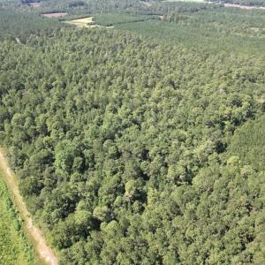 Photo #22 of Ward Town, Whiteville, NC 70.4 acres