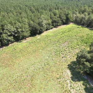 Photo #31 of Ward Town, Whiteville, NC 70.4 acres
