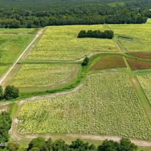 Photo #8 of Carolina 43, Macclesfield, NC 50.0 acres