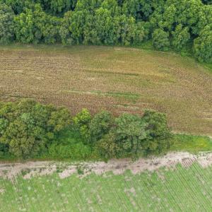 Photo #39 of Tbd Nc-403, Mount Olive, NC 77.5 acres