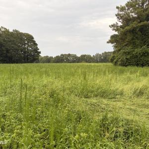 Photo #10 of Lot 9 Point Caswell Road, Willard, NC 11.0 acres
