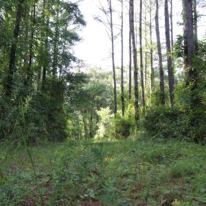 Photo #11 of Tbd River Haven, Harrells, NC 3.1 acres