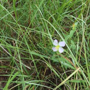 Photo #21 of Tbd River Haven, Harrells, NC 3.1 acres