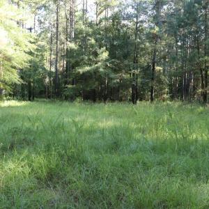Photo #9 of Tbd River Haven, Harrells, NC 3.1 acres