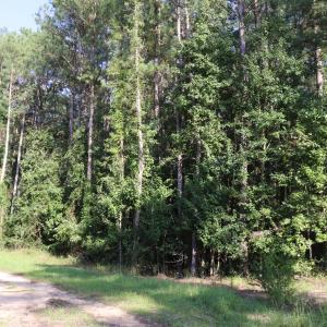 Photo #6 of Tbd River Haven, Harrells, NC 3.1 acres