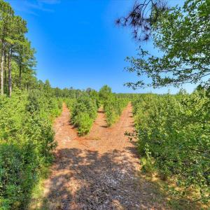 Photo #16 of 170 Landing, Jackson, SC 143.8 acres