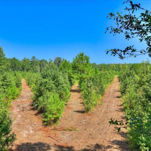 Photo #17 of 170 Landing, Jackson, SC 143.8 acres