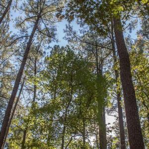 107-Nearby Jordan Lake