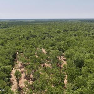 Photo #22 of Guinea Mill, Ernul, NC 461.4 acres
