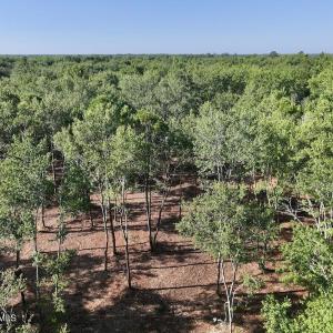 Photo #19 of Guinea Mill, Ernul, NC 461.4 acres