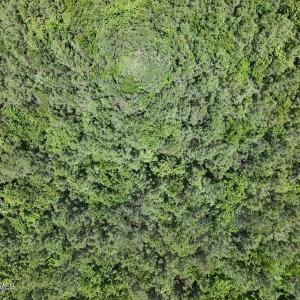 Photo #31 of Guinea Mill, Ernul, NC 461.4 acres