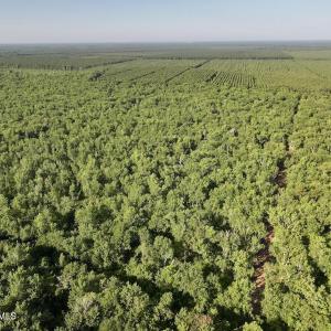 Photo #10 of Guinea Mill, Ernul, NC 461.4 acres